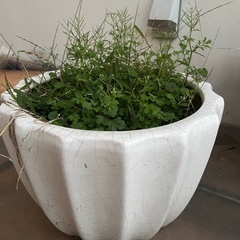 植木鉢四つセットの画像