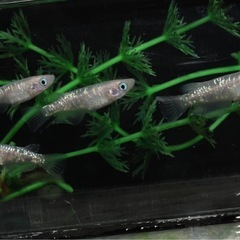 メダカ『フラミンゴ』2ペアの画像