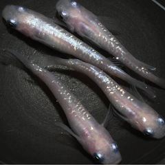 メダカ『フラミンゴ』2ペアの画像