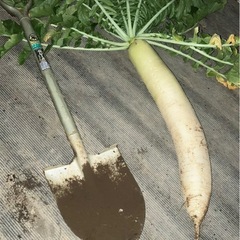 無農薬‼️青首大根の画像