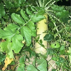 無農薬‼️青首大根の画像