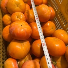 ②かつらぎ町　富有柿の画像