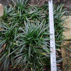 リュウノヒゲ　竜のヒゲ　玉竜の画像