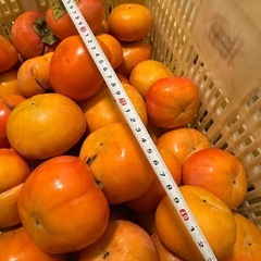 ③かつらぎ町　富有柿
の画像