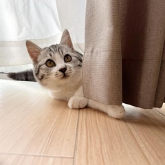 アメリカンショートヘアの女の子です