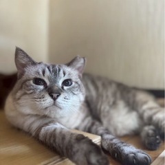 成猫の里親募集中