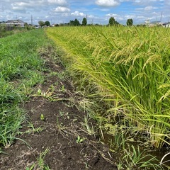 下野市美味しいお米コンクール優勝🥇新米の画像