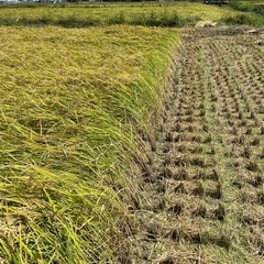 下野市美味しいお米コンクール優勝🥇新米の画像