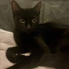黒猫ちゃん　女の子（推定7ヶ月）