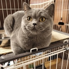 【トライアル中】☘️「キッテちゃん🎟️ྀི」︎︎ ♀ブリティッシ...