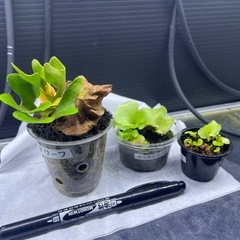 ビカクシダの画像