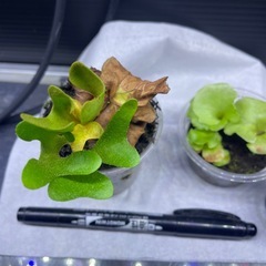 ビカクシダの画像