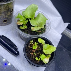 ビカクシダの画像