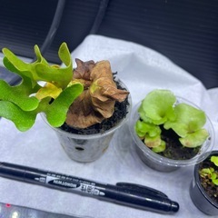 ビカクシダの画像