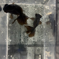  蝶尾　金魚 3匹セットの画像