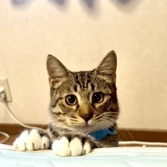 わんちゃんと一緒でも大丈夫‼️11月23日勝山公園わんにゃ…