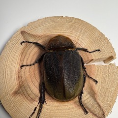 ① ヘラクレスオオカブト新成虫 ♀1匹の画像