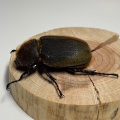 ① ヘラクレスオオカブト新成虫 ♀1匹の画像