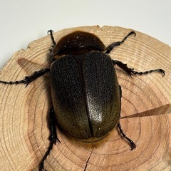 ②ヘラクレスオオカブト新成虫♀1匹の画像