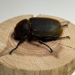 ②ヘラクレスオオカブト新成虫♀1匹の画像