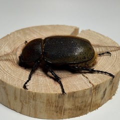 ③ヘラクレスオオカブト新成虫♀1匹の画像