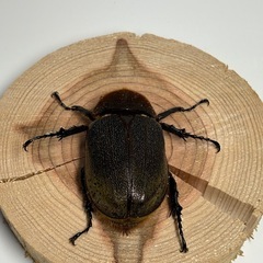 ③ヘラクレスオオカブト新成虫♀1匹の画像