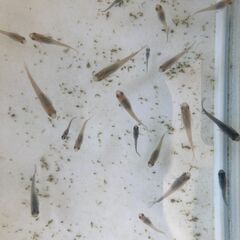 【メダカ10～30匹】まとめて　【ミナミヌマエビ10匹】無料でお付けしますの画像