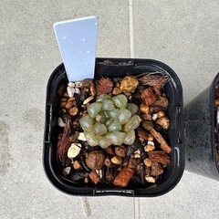 ★☆ハオルチア 紫オブツーサ スターサファイア①☆★の画像