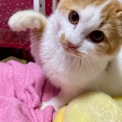 🍒【うにちゃん】ふわふわもこもこの半長毛、人が大好きな女の…