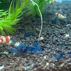 格安❗️ベルベットブルーシュリンプ大好評‼️受付終了🙇‍♂️　の画像