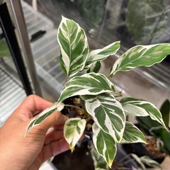 観葉植物　カラテア　ホワイトフュージョン
の画像