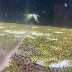 コリドラスゼブリーナ cw111の画像