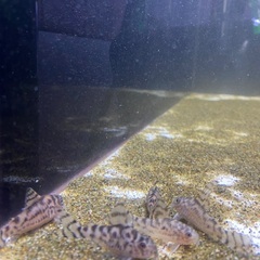 コリドラスゼブリーナ cw111の画像