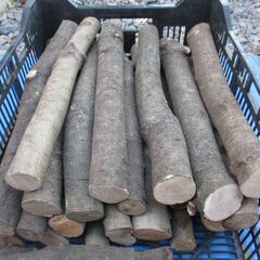 丸太・ 樫(カシ) / 希少 原木・中枝 広葉樹の画像