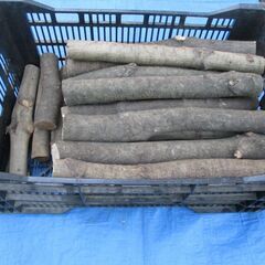 丸太・ 樫(カシ) / 希少 原木・中枝 広葉樹の画像