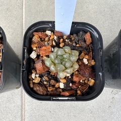 ★☆ハオルチア 紫オブツーサ スターサファイア②☆★の画像