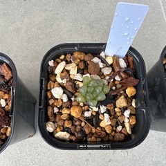 ★☆ハオルチア 紫オブツーサ スターサファイア③☆★ の画像