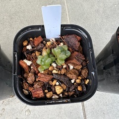 ★☆ハオルチア 紫オブツーサ スターサファイア④☆★ の画像