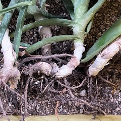 アロエ︎ ꕤ 6本 ꕤ 観葉植物 の画像