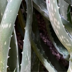 アロエ︎ ꕤ 6本 ꕤ 観葉植物 の画像