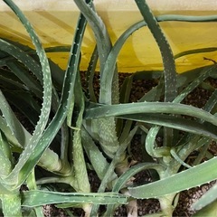 アロエ︎ ꕤ 6本 ꕤ 観葉植物 の画像