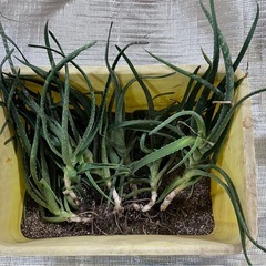 アロエ︎ ꕤ 6本 ꕤ 観葉植物 の画像