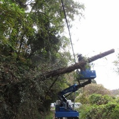 林業、きこり、伐採に興味ある方！の画像