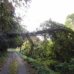 林業、きこり、伐採に興味ある方！の画像