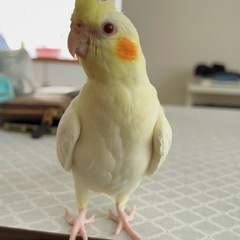 オカメインコを探しています