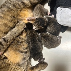 至急里親募集‼️