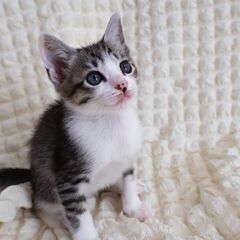 アイラインくっきり美形な男の子（受付一時停止中）