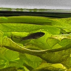 ブラックモーリー稚魚の画像