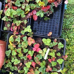 [11/23取引限定]無農薬　いちご苗　202511211の画像