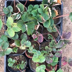 [11/23取引限定]無農薬　いちご苗　202511211の画像